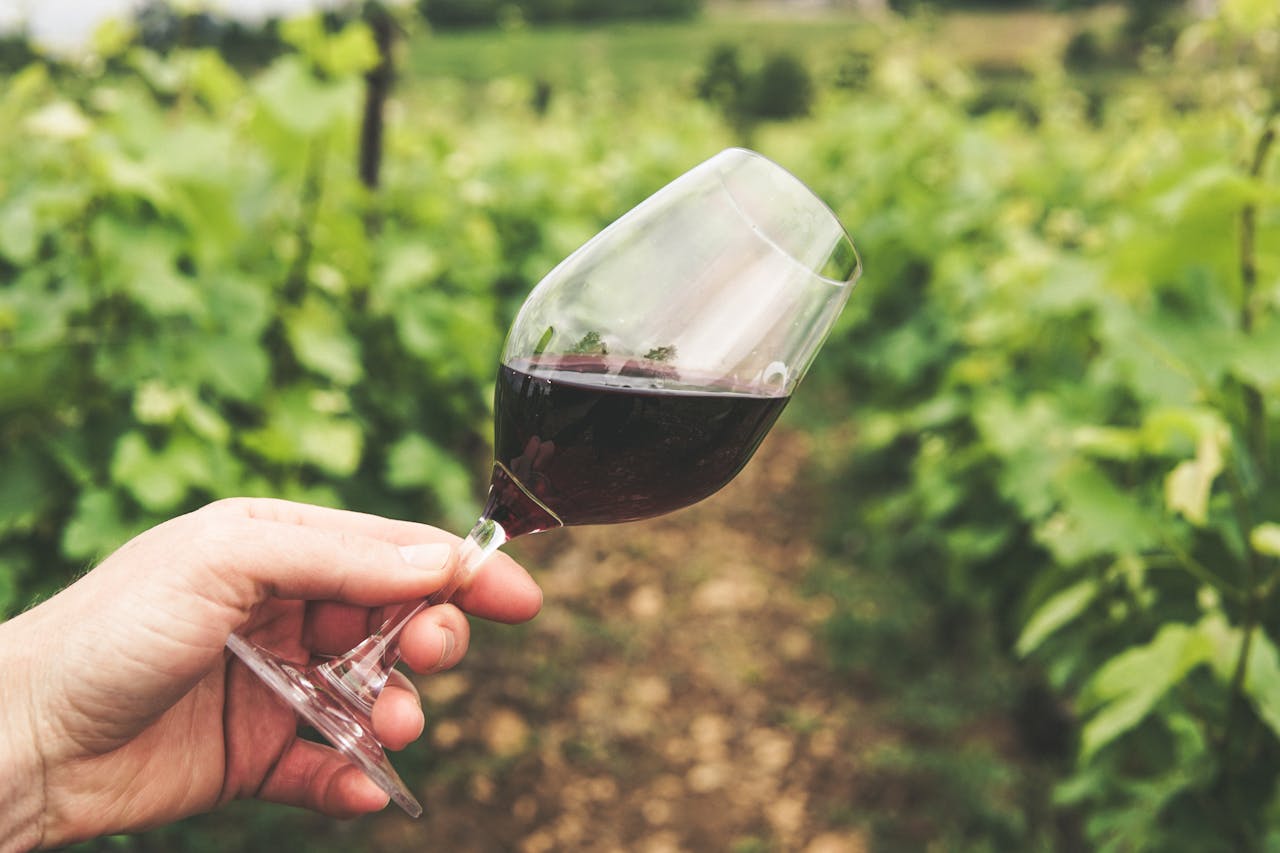 Wine tasting